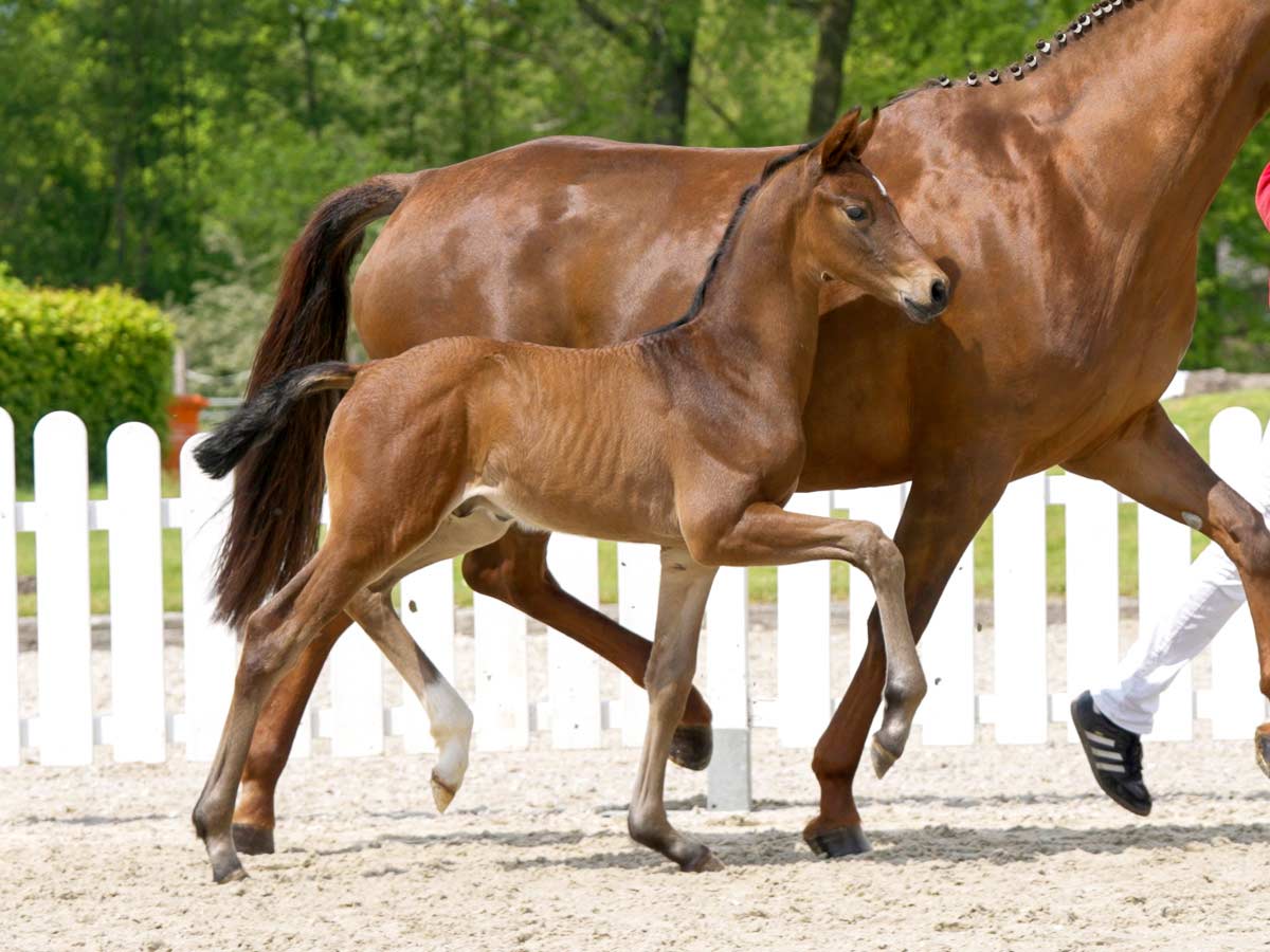 Weitere FohlenAuktion in Westfalen Bieten auf dressur und