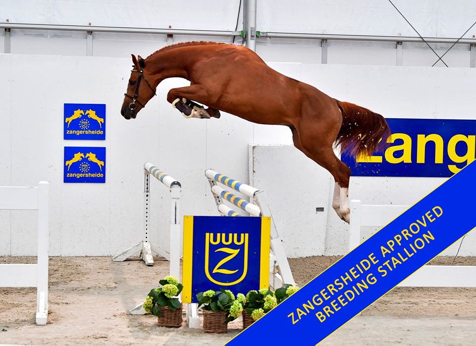 Zangersheide closes the auction year with fireworks! reitturniere.de