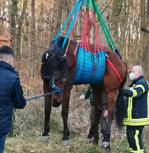 Jockgrim: Gestürztes Pferd gerettet | reitturniere.de | News ...