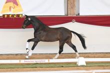 Foto: Der Sohn des Va Bene aus dem Züchterhaus Greim - Fotograf: © Hubert Fischer