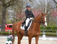 Foto: Hochkonzentriert im Viereck beim Dressurturnier in Klein Offenseth – der 21 Jahre alte Trakehner Honore und Renate Weber. - Fotograf: BM