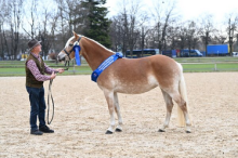 Foto: Beim Blauen Band überzeugte die Haflingerstute Nina aus der Zucht von Berthold Hänle - Fotograf: © Hubert Fischer Foto: Beim Blauen Band überzeugte die Haflingerstute Nina aus der Zucht von Berthold Hänle - Fotograf: © Hubert Fischer