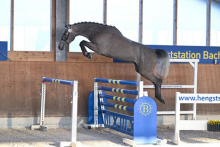 Foto: Klarer Sieger der Vierjährigen: Earendel PMZ vorgestellt von Michael Pobitzer - Fotograf: © Hubert Fischer Foto: Klarer Sieger der Vierjährigen: Earendel PMZ vorgestellt von Michael Pobitzer - Fotograf: © Hubert Fischer