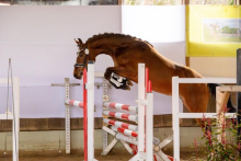 Foto: Die Siegerin der dreijährigen Ponys - Fotograf: © Thomas Henneböhle