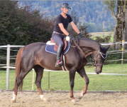 Foto: Der entscheidende Unterschied: Ein Pferd, das sich dehnt, den Hals fallen lässt und die Nase dabei – für einen Moment, in Bewegung, aus eigenem Antrieb – unter die Senkrechte bringt, zeigt keinen Stress. Es zeigt das Gegenteil: Es lässt los. - Fotograf: Markus Scheibenpflug Foto: Der entscheidende Unterschied: Ein Pferd, das sich dehnt, den Hals fallen lässt und die Nase dabei – für einen Moment, in Bewegung, aus eigenem Antrieb – unter die Senkrechte bringt, zeigt keinen Stress. Es zeigt das Gegenteil: Es lässt los. - Fotograf: Markus Scheibenpflug