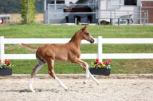 Foto: Auch 13 Springfohlen gehen in den Bisinger Auktionsring - mit dabei das Hengstfohlen von Emerald - Cassilano - Fotograf: © Olaf Rutschek Foto: Auch 13 Springfohlen gehen in den Bisinger Auktionsring - mit dabei das Hengstfohlen von Emerald - Cassilano - Fotograf: © Olaf Rutschek