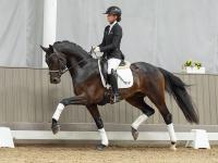 Foto: Teuerstes Dressurpferd der Auktion: Franc v. Franze/Beltoni - Fotograf: Reckimedia 