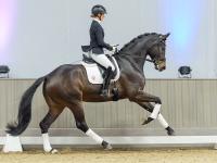 Foto: Preisspitze der Auktion Nummer 3: Dixiland Delight v. Dynamic Dream - Fotograf: Reckimedia 