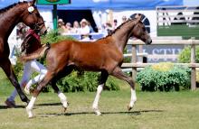 Foto: U-Stutsborgs Zara, eine Tochter des Global Champions League-Siegers Zuccero HV war die Preisspitze in Falsterbo - Fotograf: Kristin Bartels Foto: U-Stutsborgs Zara, eine Tochter des Global Champions League-Siegers Zuccero HV war die Preisspitze in Falsterbo - Fotograf: Kristin Bartels