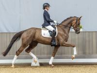 Foto: Kopfnummer 4 Divine Vogue of W v. Dynamic Dream aus der direkten Mutter des Bundeschampions Vogue - Fotograf: Reckimedia 