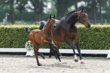 Foto: Cannonball v. Cartello VDL kommt aus dem berühmten Thiedemann-Stamm mit der Nummer 2543 - Fotograf: Stefan Lafrentz