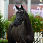 Foto: Tobitha v. Toto Jr./Fürst Heinrich - Fotograf: Hannoveraner Verband