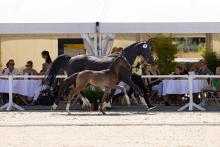 Foto: Mit Kopfnummer 13 wurde Salvatore v. Secret/Don Martillo für 34.000 Euro in die USA verkauft - Fotograf: Hannoveraner Verband Foto: Mit Kopfnummer 13 wurde Salvatore v. Secret/Don Martillo für 34.000 Euro in die USA verkauft - Fotograf: Hannoveraner Verband