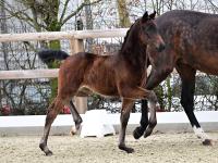 Foto: Kat.-Nr. 1 First Lady v. For Romance - Diamond Hit - Landadel - Fotograf: OLD-Art