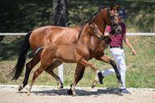Foto: Der Hengstanwärter v. Dream Boy - Veneziano aus der Zucht von Jakob und Martina Reglauer avancierte mit 18.500 Euro zur Preisspitze der zweiten One-Day-Auktion des DSP in Rohr - Fotograf: Hubert Fischer Foto: Der Hengstanwärter v. Dream Boy - Veneziano aus der Zucht von Jakob und Martina Reglauer avancierte mit 18.500 Euro zur Preisspitze der zweiten One-Day-Auktion des DSP in Rohr - Fotograf: Hubert Fischer)