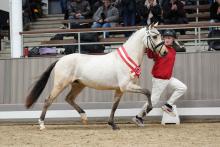 Foto: Preisspitze des Reitponyhengstmarkts: Siegerhengst v. Dating AT NRW - Fotograf: Reckimedia