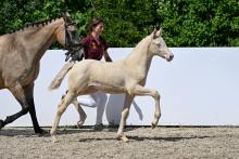 Foto: KN 26: Reitponyfohlen Always the champion v. A kind of Magic - Champion, Züchter: Josef Lutz - Fotograf: Hubert Fischer Foto: KN 26: Reitponyfohlen Always the champion v. A kind of Magic - Champion, Züchter: Josef Lutz - Fotograf: Hubert Fischer
