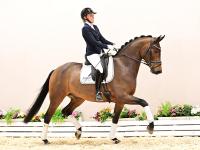 Foto: Kat.- Nr. Kat.-Nr. 34 Bonaparte v. Bon Vivaldi – Harvard – Lungau - Fotograf: OLD-Art