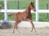 Foto: Kat.-Nr. 3 Holly Lou v. Highway M TN a.d. Catalou v. Christian – Lincolm L – Don Juan - Fotograf: OLD-Art