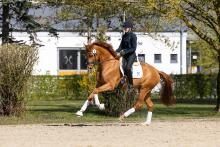 Foto: Sony v. Secret/Quaterback - Fotograf: Hannoveraner Verband