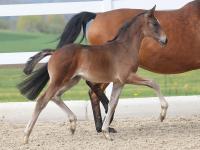 Foto: Kat.-Nr. 4 Zaubermaus v. Zacolar di Mantova - Sam Amour I - Rubinstein I - Fotograf: OLD-Art