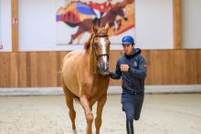 Foto: Goja: ein Jahr älter als sein Reiter - Fotograf: Equitaris Foto: Goja: ein Jahr älter als sein Reiter - Fotograf: Equitaris