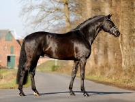 Foto: Grey Tonic - Fotograf: Nina Huber