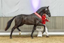 Foto: Preisspitze der Auktion: Siegerhengst v. So Perfect/Dream Boy - Fotograf: Reckimedia