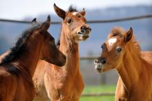 Foto: Gemeinsam spielen: Die Fohlen lernen ihre neuen Spielgefährten kennen - Fotograf: Stefan Kube