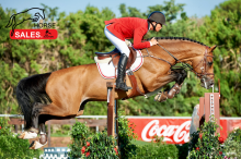 Foto: Catoki Z - Fotograf: www.horsesales.auction Foto: Catoki Z - Fotograf: www.horsesales.auction