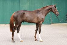 Foto: Chrispin v. Christian-Dinken wurde in Elmshorn gekört - Fotograf: Janne Bugtrup