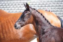 Foto: Impression aus der Fohlenschau vom letzten Jahr - Fotograf: Sabine Wittlinger