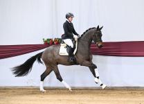 Foto: „Marbacher Frühjahr 2026“: Auktionskandidat Nr. 4 Damasco v. Damaschino I a.d. Hauptgestütsstute St.Pr. Riva v. ROCK MY SOUL - Fotograf: Hubert Fischer