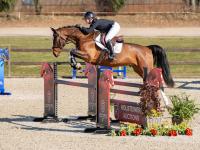 Foto: Der Dinken-Sohn Dincan E ist eng verwandt mit der Derby-Siegerin Dacara E, die ihre Karriere ebenfalls auf einer Holsteiner Frühjahrsauktion begonnen hatte - Fotograf: Janne Bugtrup