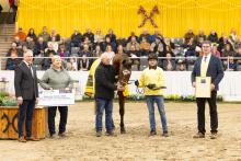 Foto: Hannoveraner Stute des Jahres: St.Pr.St. Dorina - Fotograf: Hannoveraner Verband Foto: Hannoveraner Stute des Jahres: St.Pr.St. Dorina - Fotograf: Hannoveraner Verband