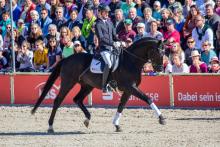 Foto: Doubtless v. Don Nobless-His Highness unter Lukas Maier - Fotograf: Seitz Foto: Doubtless v. Don Nobless-His Highness unter Lukas Maier - Fotograf: Seitz