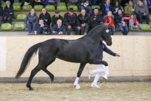 Foto: Siegerin DressurViereck 4-Jährige Miss Germany M - Fotograf: EquestFoto Olaf Rutschek Foto: Siegerin DressurViereck 4-Jährige Miss Germany M - Fotograf: EquestFoto Olaf Rutschek