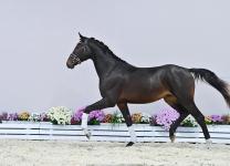 Foto: Kat. Nr. 20 v. Dynamic Dream - Labradoras II - Fotograf: OLD Art