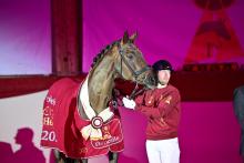 Foto: Floricello Elitehengst - Fotograf: Björn Schroeder. 