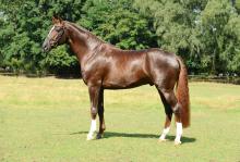 Foto: Hauptvererber der deutschen Reitpferdezucht: Füchtels Floriscount OLD - Fotograf: Kiki Beelitz