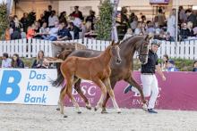Foto: Stutfohlen United Whizz Kid Z von United Touch MV Chacco Blue wurde Preisspitze der dritten Glantz & Gloria Auktion - Fotograf: Pauline Ullmann-Davis