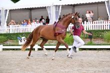 Foto: Siegerstute Dressur DSP Stutenchampionat - Fotograf: Björn Schroeder 