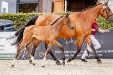 Foto: Preisspitze der Holsteiner Fohlenauktion beim Springflutfestival in Hörup: C'est Chic Hero P v. Cento kostete 20.000 Euro - Fotograf: Christina von Einem) Foto: Preisspitze der Holsteiner Fohlenauktion beim Springflutfestival in Hörup: C'est Chic Hero P v. Cento kostete 20.000 Euro - Fotograf: Christina von Einem)