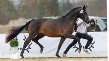 Foto: Sie trotzten Sturm und Regen: Die Trakehner Hengste absolvierten ihre erste Kördisziplin am Donnerstag, den 27. November bei der Musterung auf dem Pflaster an den Holstenhallen mit Bravour - Fotograf: Sportfoto Lafrentz