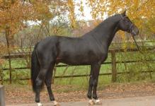 Foto: Diarado - Fotograf: Holsteiner Verband