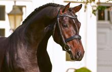 Foto: Cascolero - Fotograf: Janne Bugtrup