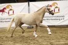 Foto: Dreamy v Weidners Dream Date - Fotograf: Olaf Rutschek 