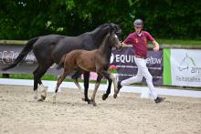 Foto: Die Preisspitze in Berlin: Stutfohlen von Debutant PS - Secret aus der Zucht von Valérie Huck - Fotograf: Björn Schroeder