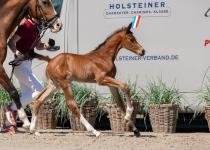 Foto: Während sein Vater Keaton HV in der Fünf-Sterne-Tour von Hamburg an den Start geht, kommt sein Sohn Kaiser zur Versteigerug bei der Holsteiner Fohlenauktion - Fotograf: Janne Bugtrup