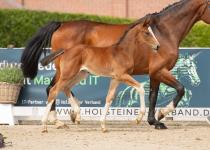Foto: Die Großmutter von Karlstad v. Kantato hat mehrere 1,60 Meter-Pferde hervorgebracht - Fotograf: Janne Bugtrup Foto: Die Großmutter von Karlstad v. Kantato hat mehrere 1,60 Meter-Pferde hervorgebracht - Fotograf: Janne Bugtrup
